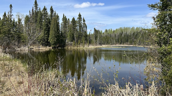 Des lacs envahis de poissons rouges | Radio-Canada