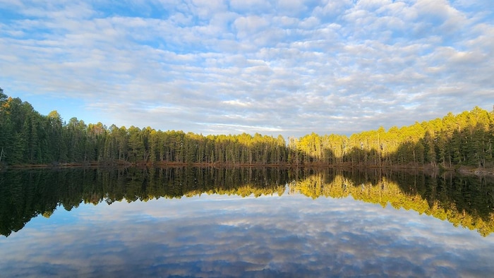 Un lac avec une forêt.