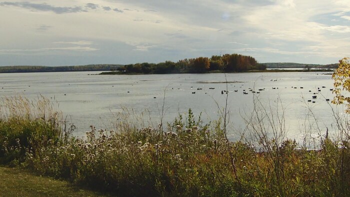 Des canards sur un lac en automne.