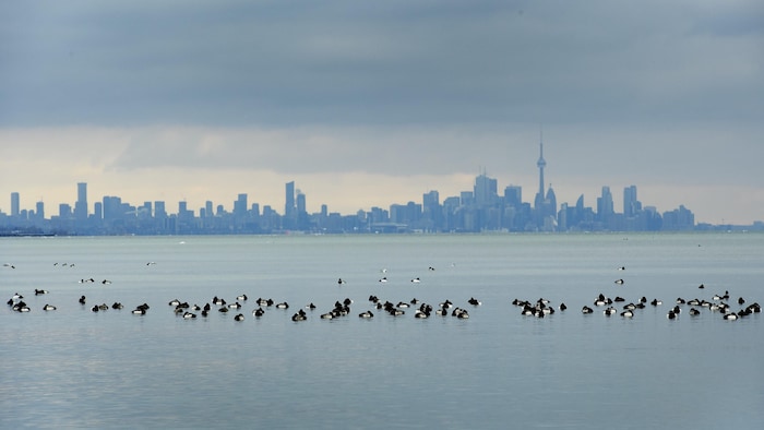 Des oiseaux immobiles à la surface de l'eau. Au loin se dessinent les tours du centre-ville de Toronto.