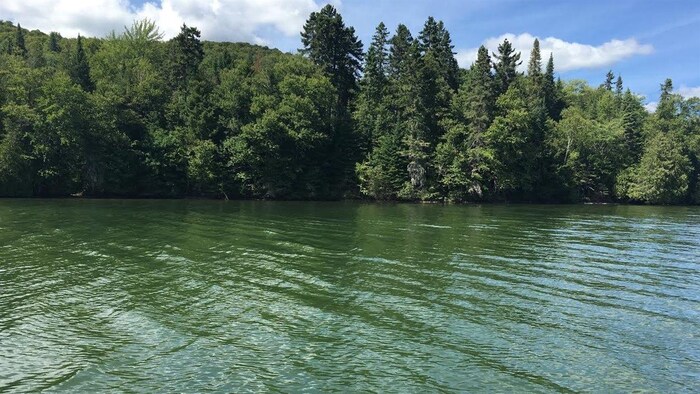 Les cyanobactéries se manifestent sous la forme d'algues bleues qui donnent une couleur verdâtre aux eaux contaminées.