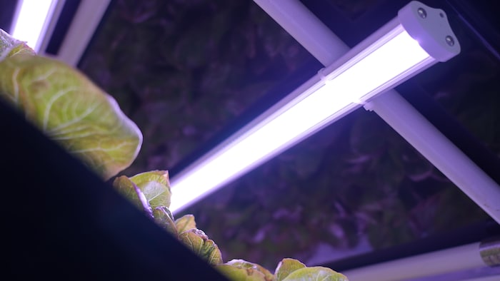 Une lampe éclaire des laitues dans une serre.