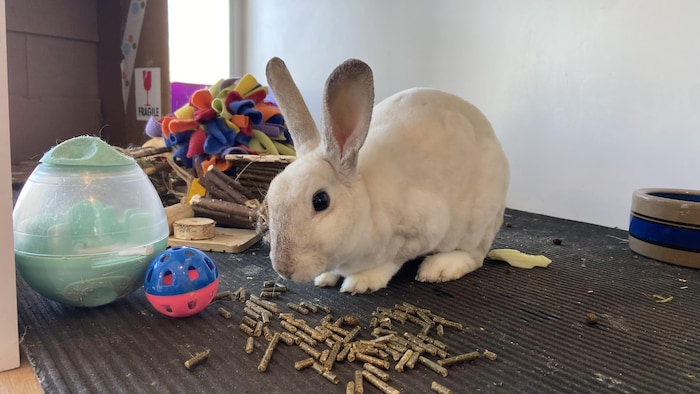 Un lapin mange dans une cage.