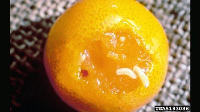 Des larves de mouche méditerranéenne des fruits sortent d'une orange