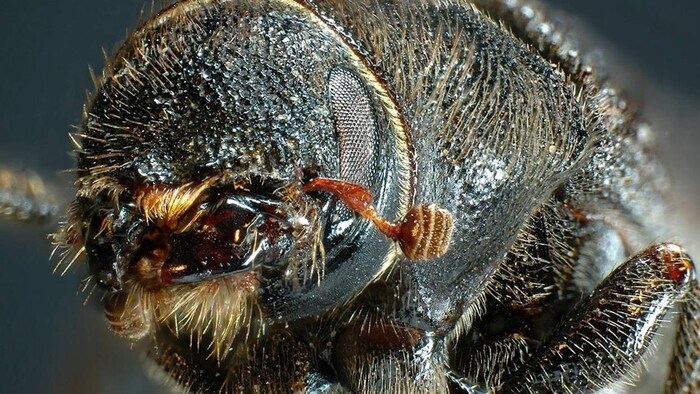 Gros plan sur le corps du dendroctone du pin, un coléoptère qui cause des ravages dans les forêts de l'ouest canadien.