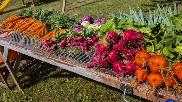 Une table avec une diversité de racines, radis, carottes.