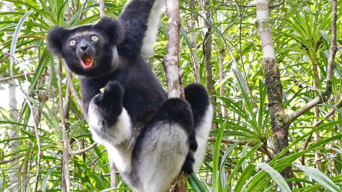 Un individu de l'espèce Indri indri dans un arbre de Madagascar.