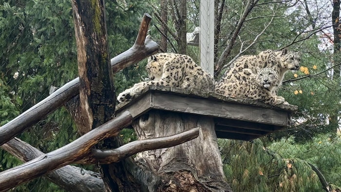 Les léopardeaux Bao, Nima et Raya sont perchés dans un arbre.