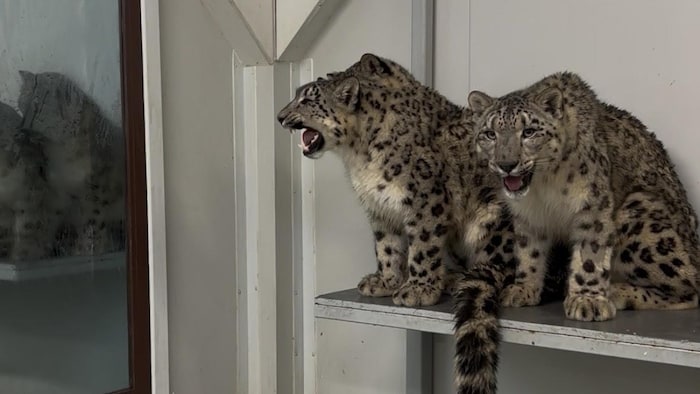 La boîte de transport a été conçue sur mesure determination    les petites bêtes.