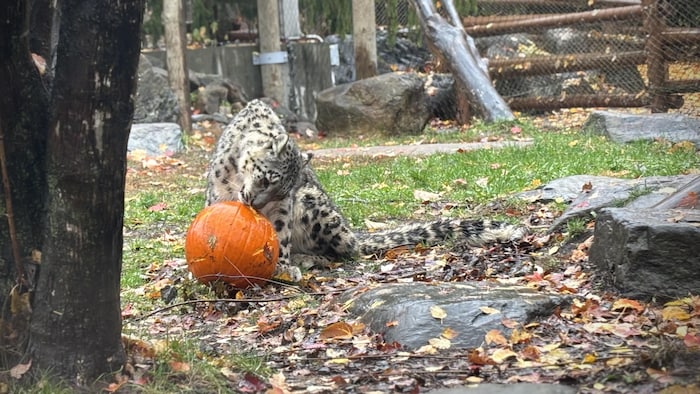 Elsa, la maman des léopardeaux, a 10 ans.