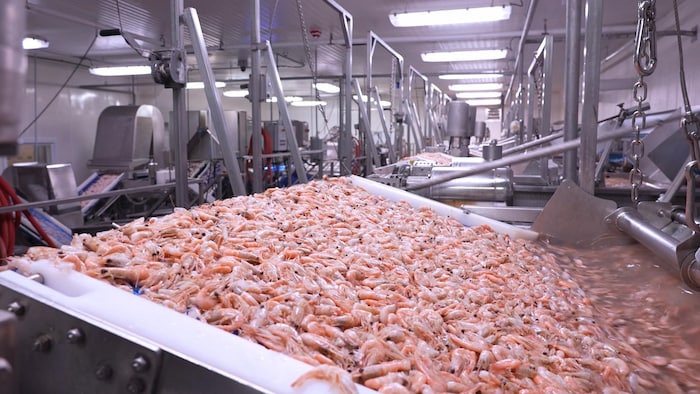 Une usine de transformation de crevettes.