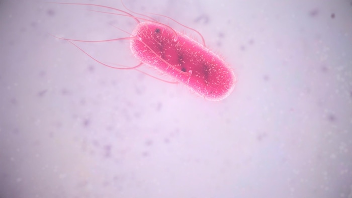 Une bactérie E. coli.