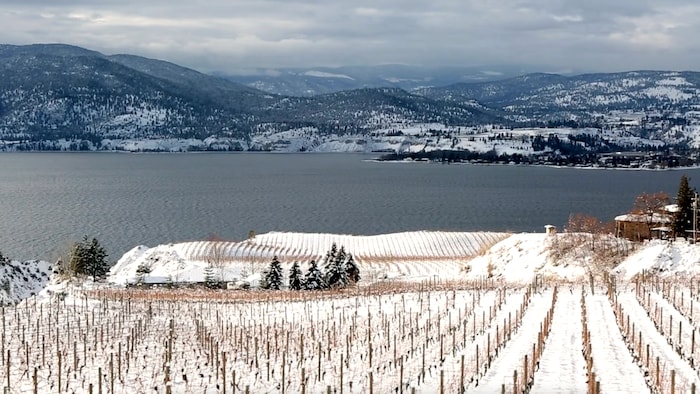 Des vignes couvertes de neige dans un vignoble biologique dans la vallée de l'Okanagan, en Colombie-Britannique.