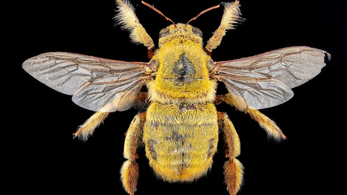 Une abeille charpentière africaine.
