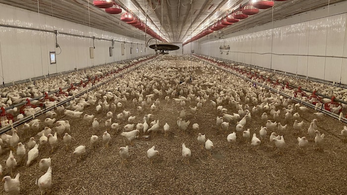 Des dizaines de poules dans une ferme. 