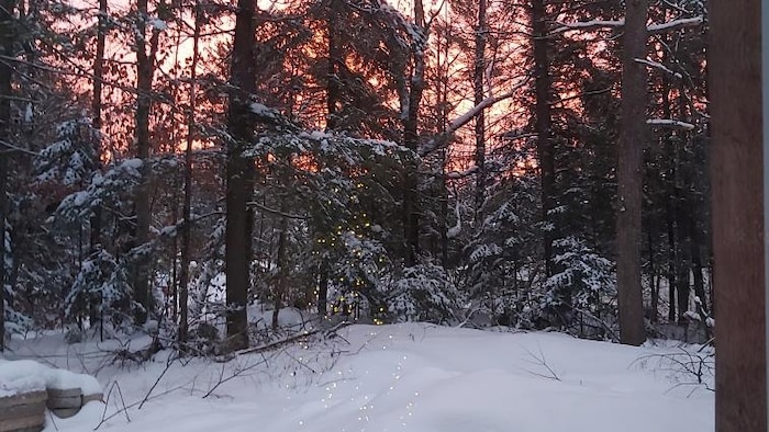 Une forêt avec un ciel coloré par le lever du soleil. 