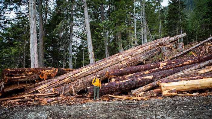 Un amoncellement de troncs d'arbres coupés devant une forêt ancienne, à Revelstoke en Colombie-Britannique, en juin 2022.