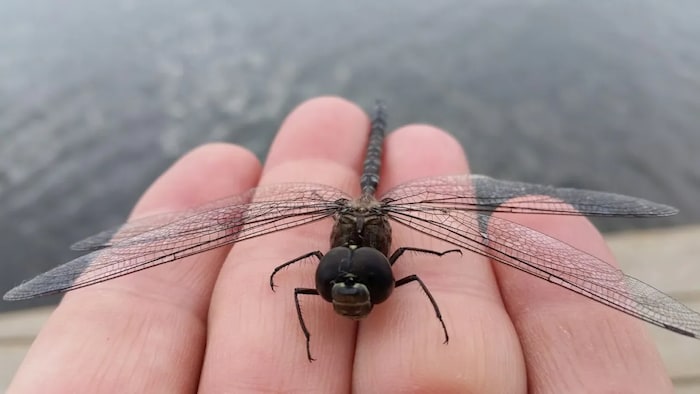 Una libélula en una mano.