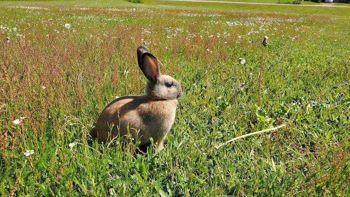 Un lièvre de profil, regardant vers la droite, dans une prairie en été.