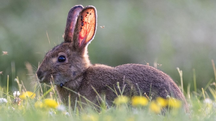 Un lièvre assis dans une prairie. On voit des taches noires sur ses oreilles, qui sont des tiques.