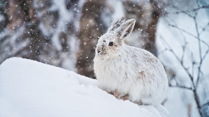 Un lièvre de profil, regardant vers la gauche, assis dans la neige, sous des flocons.