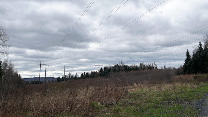 Des lignes de transmission en forêt.