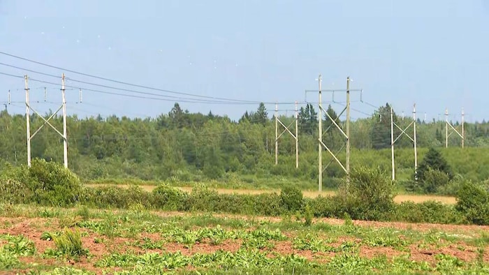 Champs et lignes électriques.