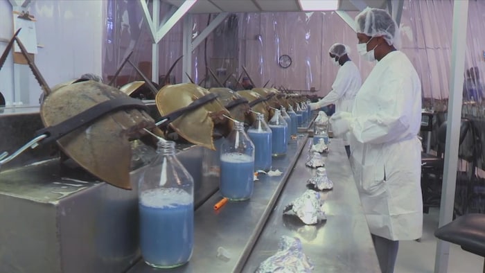 Une rangée de limules disposées sur des supports. On extirpe le sang de couleur bleue, qui s'accumule dans des récipients. Des employés de laboratoire procèdent à l'opération.