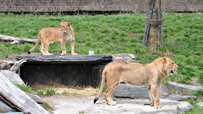 Le Zoo de Granby pourrait accueillir des animaux du Zoo de Saint