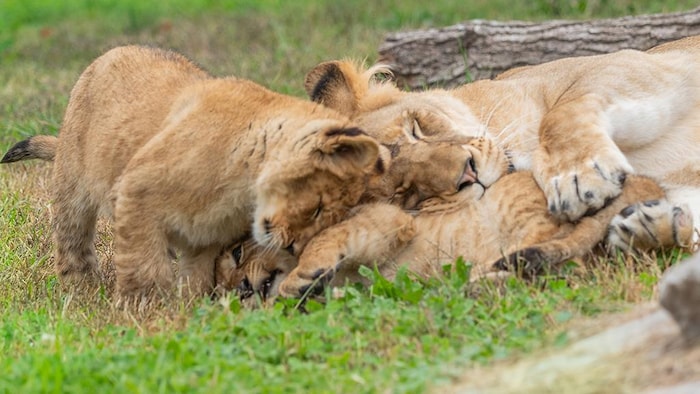 Nirvana et ses deux lionceaux, Reggie et Archie, sont arrivés au Turpentine Creek Wildlife Refuge à l’automne 2025.
