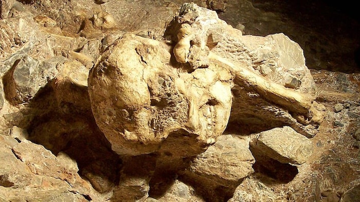 Détail du crâne de Little Foot encore en place dans la grotte de Sterkfontein en novembre 2006.