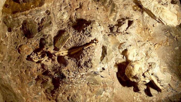 Vue générale du squelette de Little Foot encore en place dans la grotte de Sterkfontein, en novembre 2006.