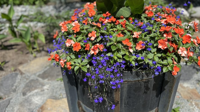 Des fleurs dans le centre-ville de Winnipeg.
