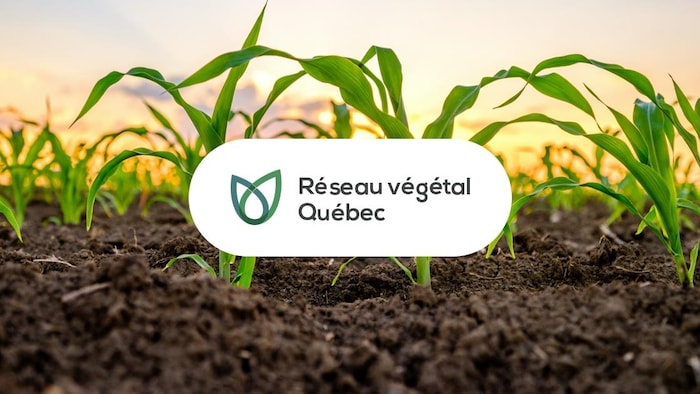 Réseau végétal compte une cinquantaine d'entreprises membres, dont Bayer, Corteva, Singenta et Sollio, d'importants fabricants et vendeurs de pesticides au Québec.