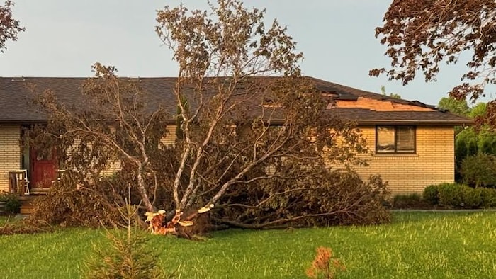 Un arbre abattu et un toit endommagé sont visibles sur une maison de la communauté de Derwent, en Ontario, au sud-est de London, à la suite d’une tornade survenue mardi soir.