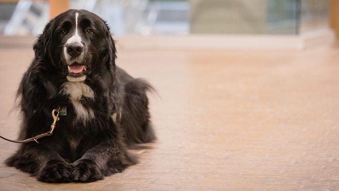Manic, le chien de soutien émotionnel, est couché sur le plancher du palais de justice de Québec.