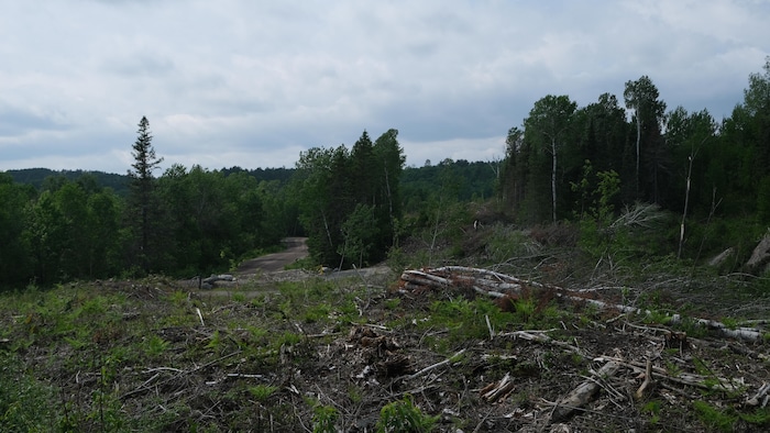 Des arbres coupés. 