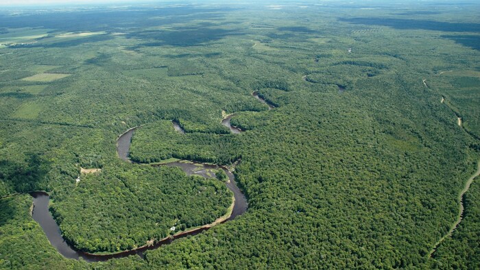 Vue aérienne d'une vaste forêt où serpentent différents cours d'eau.