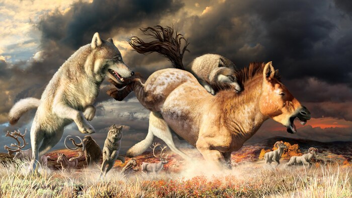 Illustration montrant des loups gris s’attaquant à un cheval.