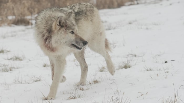 Un loup marche dans la neige.