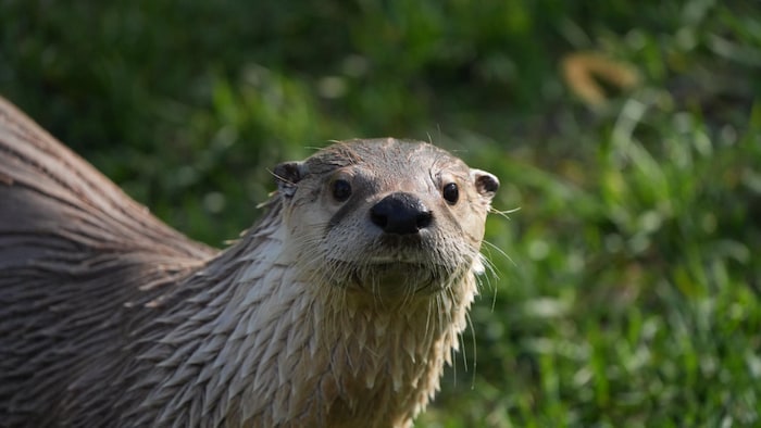 Une loutre mouillée tend la tête vers l'objectif.