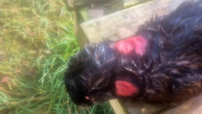L'animal a des plaques de peau à nu, rouge et irritée, sur le cou.