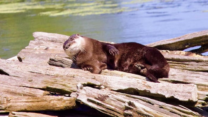 Une loutre se prélasse au soleil sur une bûche près d'un point d'eau.