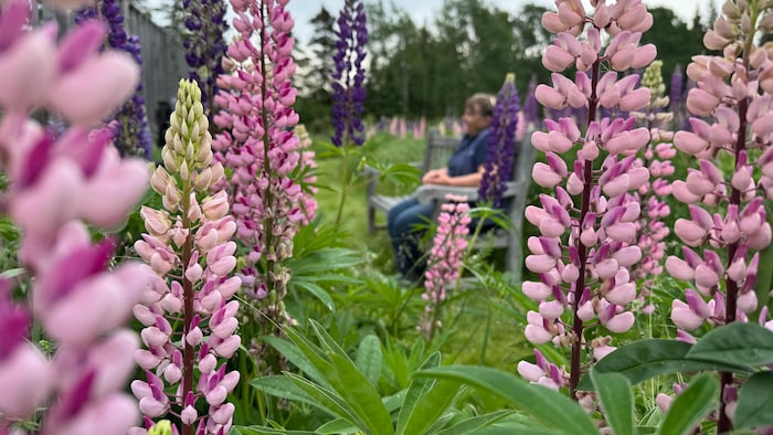 Des lupins en fleurs en avant-plan, avec Patricia Gallant assise à l'arrière sur un banc.