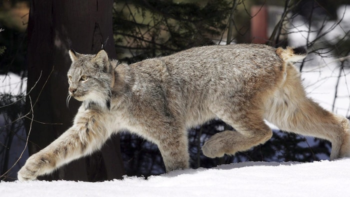 Lynx du Canada  Espace pour la vie