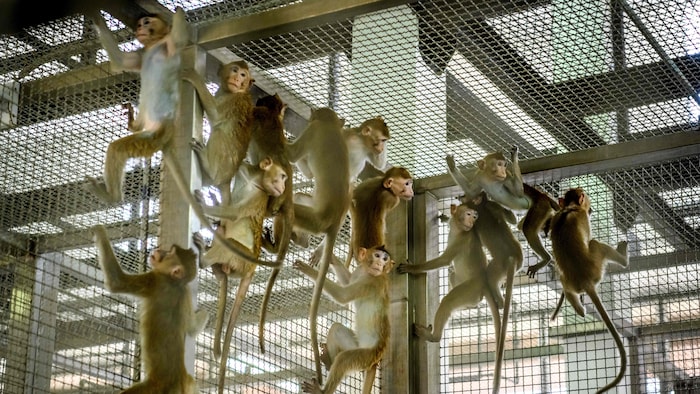 Des macaques dans une cage.