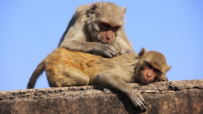 Deux macaques rhésus se toilettent l'un l'autre à Bundi, en Inde.