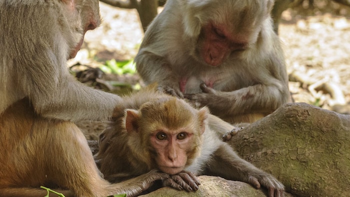 Des macaques lors d'une séance de toilettage. 