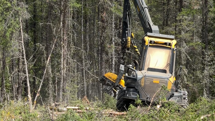 Un véhicule forestier à l'œuvre sur un chantier.