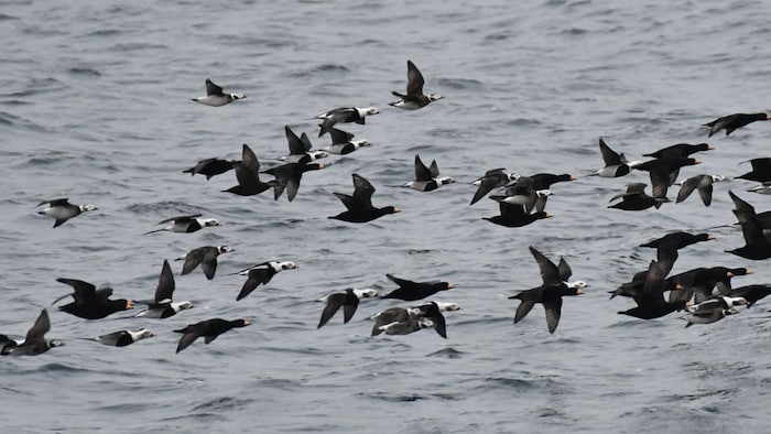 Des oiseaux.